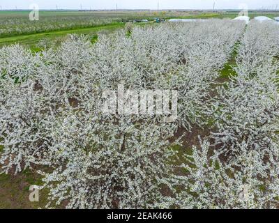 Prunus avium prunus. Fleurs de cerisier sur une branche d'arbre Banque D'Images