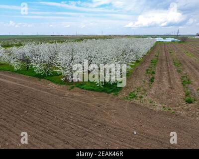 Prunus avium prunus. Fleurs de cerisier sur une branche d'arbre Banque D'Images