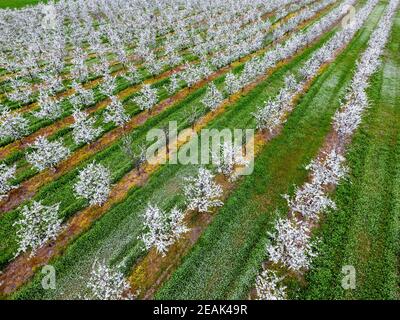 Les jeunes fleurs prune jardin, vue d'en haut. Durée du drone sur le jardin fleuri. Banque D'Images