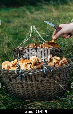 Panier TWE avec mashrooms. Récolte dans la grande forêt. Couteau à la main Banque D'Images