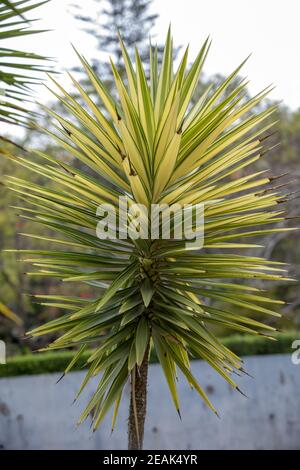 Feuilles de yucca aloifolia variegata à Funchal sur l'île de Madère Banque D'Images