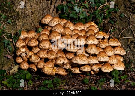 Un grand groupe de scalycaps de shaggy (Pholiota squarrosa) poussant à la base d'un arbre dans l'arboretum Thorp Perrow, dans le North Yorkshire. Septembre. Banque D'Images