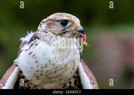 Un gros plan sur la tête d'un kestrel (Falco tinnunculus) nourrissant avec un morceau de viande dans son bec, à une exposition de fauconnerie dans l'arboretum de Thorp Perrow, NOR Banque D'Images