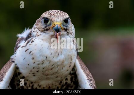 Un gros plan sur la tête d'un kestrel (Falco tinnunculus) nourrissant avec un morceau de viande dans son bec, à une exposition de fauconnerie dans l'arboretum de Thorp Perrow, NOR Banque D'Images