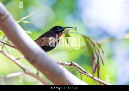 sunbird, Chalcomitra senegalensis, Éthiopie Banque D'Images