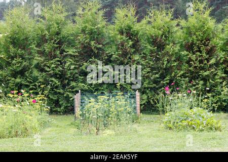 Printemps dans un jardin de maison écologique formel. Culture biologique d'herbes et de légumes. Banque D'Images