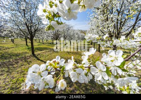 Verger à fleurs près de Cejkovice, Moravie du Sud, République tchèque Banque D'Images