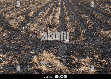 Le feu brûle le chaume sur le champ détruire l'été. Résidus de feu du champ agricole. Banque D'Images