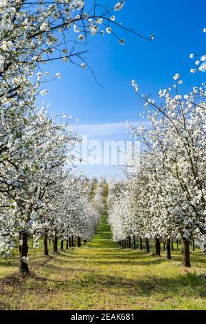 Verger à fleurs près de Cejkovice, Moravie du Sud, République tchèque Banque D'Images