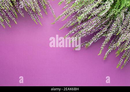 Fleurs chinée sur fond violet Banque D'Images
