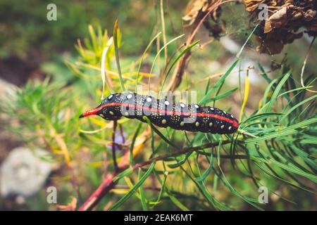 Chenille de faucon-moth spup dans la vallée du parc national de la Vanoise, alpes françaises Banque D'Images