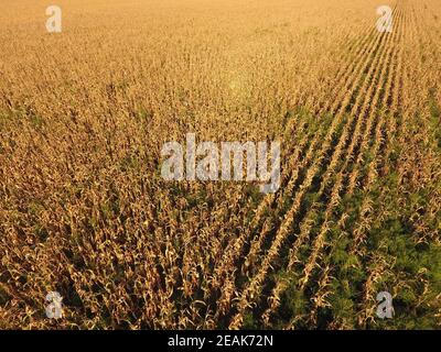 Avec champ de maïs mûr. Les tiges de maïs. Vue sur le champ d'en haut. Plantation de maïs, épis mûrs, prêt pour la récolte. Banque D'Images