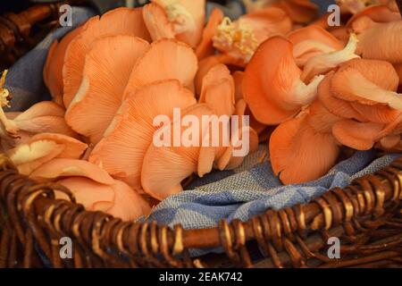 Champignons d'huîtres roses exposés au détail Banque D'Images