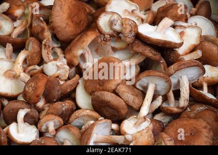 Shiitake champignons comestibles sur présentation au détail Banque D'Images