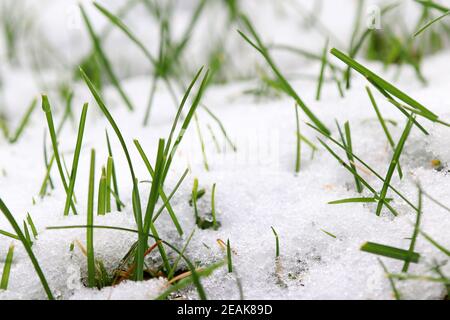 Chute de neige en automne sur l'herbe dans le jardin Banque D'Images