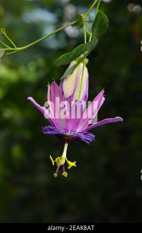 La fleur ouverte de Passionflower. Banque D'Images