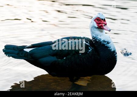 Un canard sauvage de muscovy (Cairina moschata) debout en eau peu profonde au bord d'un étang dans la New Forest, Hampshire. Octobre. Banque D'Images