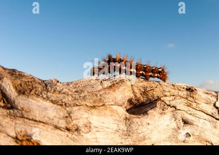 Une chenille de l'herbe du nœud (Acronicta rumicis) rampant au-dessus d'une bûche dans la New Forest, Hampshire. Octobre. Banque D'Images
