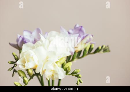 Bouquet de freesias blanc et lilas. Fleur de printemps. Banque D'Images