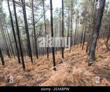 Mystérieuse forêt de broussous au parc naturel Tamadaba année après le feu de forêt, partiellement brûlé le pin canari avec la fougères orange sèches sur la forêt flor, sélectif Banque D'Images
