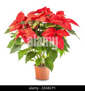 Poinsettia rouge dans le pot de fleurs Banque D'Images