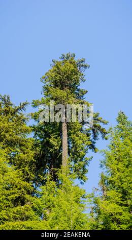 Grand conifères en forêt contre ciel bleu. Banque D'Images