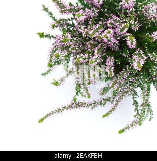 Calluna Vulgaris Banque D'Images