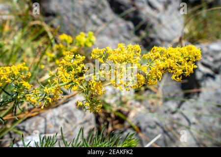 Fleurs sauvages au Galium verum dans le Parc national de la Vanoise, France Banque D'Images