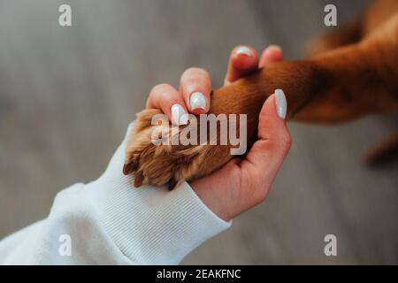 Une main de femme tient la patte d'un chien Banque D'Images