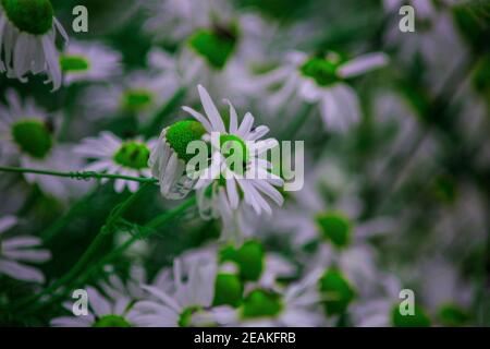 véritable camomille Banque D'Images