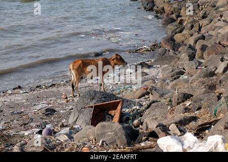 La vache est à la recherche de nourriture dans la poubelle sur la côte de l'île Elephant près de Mumbai, en Inde Banque D'Images