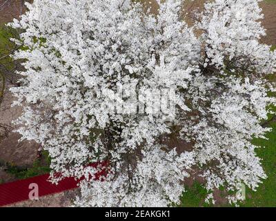 Blooming cherry plum. Fleurs blanches des pruniers sur les branches d'un arbre. Jardin de printemps. Banque D'Images