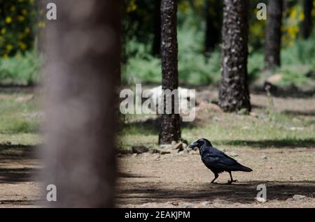 Les îles Canaries raven Corvus corax canariensis dans une forêt. Banque D'Images