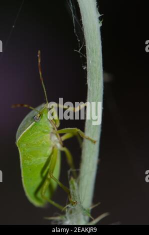 Insecte vert du bouclier du sud Nezara viridula sur une tige. Banque D'Images