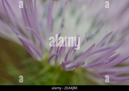 Fleur d'un chardon au lait violet Galatites tomentosa. Banque D'Images