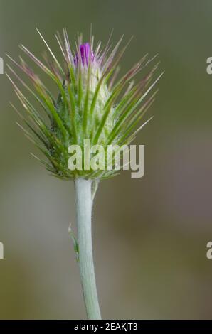 Fleur non ouverte d'un chardon à lait violet Galatis tomentosa. Banque D'Images