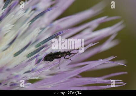 Coléoptère sur une fleur de chardon à lait violet Galatites tomentosa. Banque D'Images