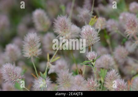 Fleurs de la plante de trèfle de lièvre-pied Trifolium arvense. Banque D'Images
