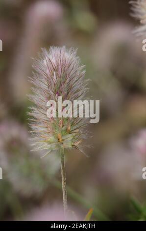 Détail d'une fleur de trèfle de lièvre-pied Trifolium arvense. Banque D'Images