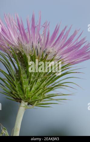 Fleur d'un chardon au lait violet Galatites tomentosa. Banque D'Images