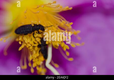 Des coléoptères de Darkling sur une fleur de Cistus symphytifolius. Banque D'Images