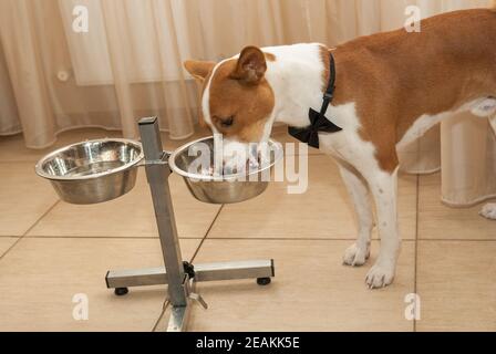 Chien basenji affamé mangeant du riz bouilli avec du poulet viande Banque D'Images