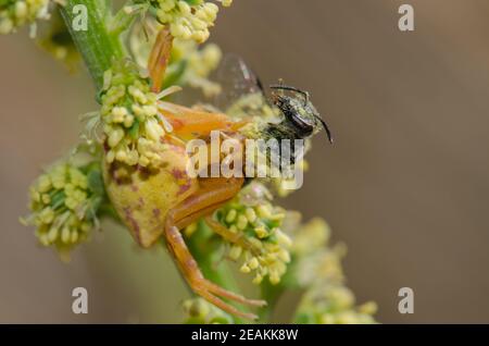 Araignée de crabe Thomisidae avec une abeille comme proie. Banque D'Images