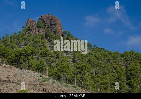 Morro de la Negra et forêt de pins de l'île des Canaries. Banque D'Images