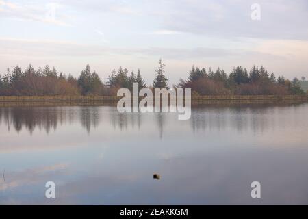 Le poteau métallique dépasse de l'eau du lac fixe, avec un reflet de la forêt. Banque D'Images