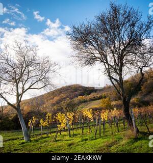 Vignobles d'automne à Burgenland près d'Eisenstadt Banque D'Images