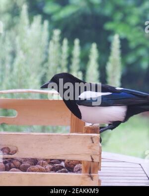 Magpie voler des noix dans un jardin Banque D'Images