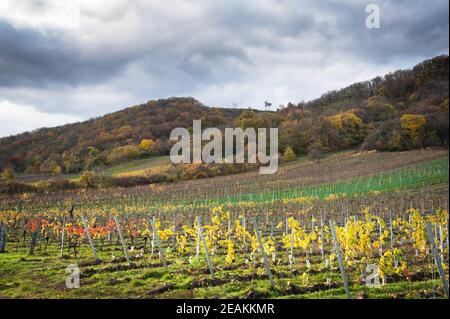 Vignobles d'automne à Burgenland près d'Eisenstadt Banque D'Images