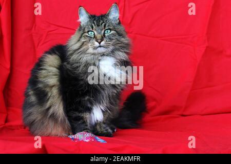 Un chat forestier norvégien avec des jouets sur fond rouge Banque D'Images