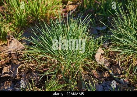 Champ d'herbe verte Banque D'Images